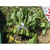 100% 노지 여수 10미 돌산갓 생갓, 1박스, 돌산갓 생갓 5kg