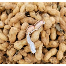 국내산 생땅콩 피땅콩 자연건조 1kg, 우리 생땅콩 1kg