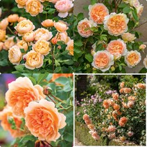 영국 장미 묘목/데이비드 오스틴 장미(David Austin Rose)/신품목 -데임주디덴치﻿(Dame Judi Dench) 밧세바(Bathsheba) 로알드달(Roald Dahl, 3.로얄드 달(Roald Dahl)