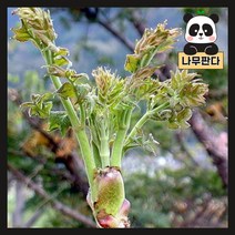 (나무판다) 민참두릅 나무 묘목 삽목1년, 1. 민참두릅 삽목1년 ( 5주묶음 )