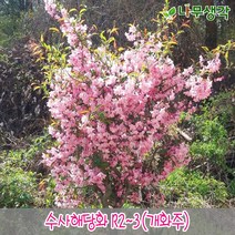 착한가격나무생각 수사해당화 접목3년 R2~3 개화주, 주
