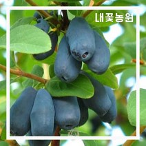 하니베리(허니비) 삽목 2년 포트