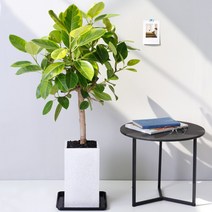 아침향기 공기정화식물 대형화분 FRP 화기 화분 뱅갈고무나무, FRP 화이트 뱅갈, 1개