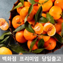 ow 가락청과네 천혜향 1kg 천혜향제철 제주천혜향, 오픈마켓 1, 오픈마켓 본상품선택