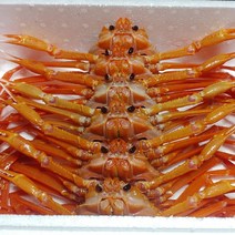 산지 직송 국산 영덕 대게 박달 홍게, 1box, 08_박달급 홍게3kg(9~12마리)