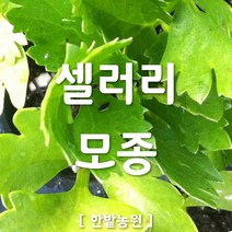 채소 모종 ~ 각종 묘종. 베란다 텃밭 세트 공기정화식물 허브 씨앗 채소모종 ~, H020 셀러리 모종 2개