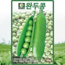 완두콩 씨앗 완두 콩씨 종자 50g, 1개