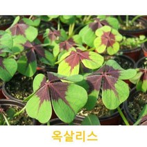 관엽/구근식물 옥살리스 화분모종 3개 (L0167), 옥살리스 모종 3개