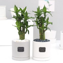 아침향기 공기정화식물 무광원형화분 연화죽, (무광원형) 화이트 연화죽