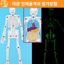 자체브랜드 야광 인체골격과 장기모형(5인용)