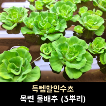목련 물배추 (3뿌리)