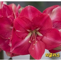 아마릴리스 구근(허큘러스)대형