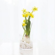 그린테라피 1 1 구근식물 히아신스 수선화 봄꽃 수경재배 식물 화분, 09_수선화   수경화병   흑자갈