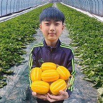 성주참외 용암 못난이 가정용 꿀참외 10kg 5kg 당도선별 최상급 10킬로 10키로 용암농협 성주참외원예농협, 참외 가정용 5kg 꼬마