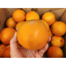 프리이멈 고당도 남아공 루비레드자몽 10과 20과 빨간 빨강 다크 루비 레드 자몽 제철과일, 20개