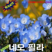(희귀씨앗) 네모필라 베이비블루아이 15립, 상세페이지 참조