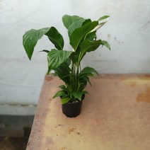 꽃백화점 스파트필름 중품 공기정화식물 관엽식물 야생화 40~70cm 69
