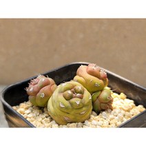 리치아이금-랜덤 5천원상품 아프리카농장 희귀다육