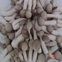 느타리버섯/소품/4kg/무료배송