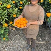 제주 하우스 감귤 가정용 로얄과 선물세트, 하우스감귤 5kg 로얄과 선물세트