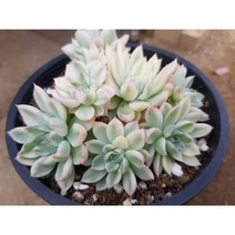 정화다육 다육식물 군생메비나금