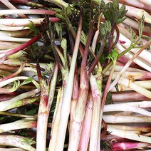 겨울 두릅 두릎 땅두릅 두릅1kg 1.5kg 2kg, 겨울두릅 1.5kg, 1개