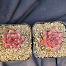 [메카다육]1028 로메오(에케베리아)랜덤판매 화분포함 다육식물 선인장 다육금 다육철화 두들레야 아프리카식물 코노피튬 하월시아 수입다육이 국민이