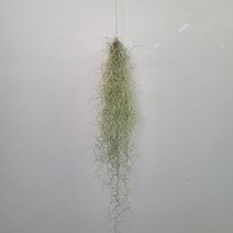 수염틸란드시아 미세먼지제거식물 30~40cm 35
