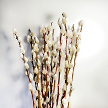 [코코 플라워] 버들강아지 버들개지 갯버들 생화택배 꽃배달싼곳 반단 한단