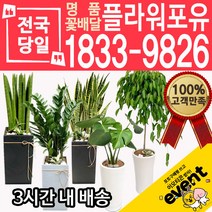 개업축하화분배달 금전수 돈나무 산세베리아 극락조 뱅갈고무나무 해피트리 행운목 녹보수 크로톤 스투키 개업식 개업선물 집들이 거실화분, (선택10)스투키