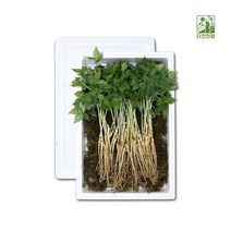 강원새싹삼 새싹인삼 산양삼 산양산삼 3년4년근 20주