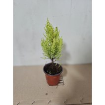 외목대 율마 외목 소품 허브, 1개