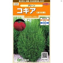 사카타노타네 미사키 꽃 7180 코키아 댑싸리 그린 00907180 일본 씨앗 종묘