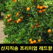 고씨네 프리미엄 레드향5kg 천혜향 제주감귤 한라봉레드향 천혜향 한라봉 제주한라봉 제주천혜향 한라봉제철 제주도한라봉 제주레드향 제주도레드향 천혜향제철, 1개