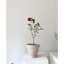 겨울꽃 나무 서향 블랙로즈 동백나무 노지 월동 키우기, 기본토분(모카색), 소형, 1개