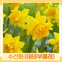 수선화 구근 모종 테테부클레 2개