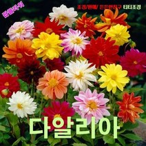 팝플라워 다알리아 반겹꽃혼합(Unwin Mix) 씨앗 200립