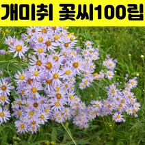 벌개미취 꽃 씨앗 야생화 꽃씨 100립