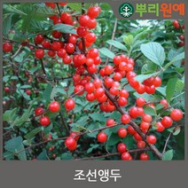 앵두나무 왕앵두나무 묘목 2년생 특묘 봄에 심을만한 묘목 ys