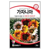 가자니아 씨앗 30립 A0262