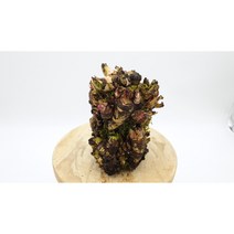 돌단풍 9x14 너비9 높이 14cm 중심 나무목재