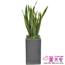 공기정화식물 개업화분 축하화분 화분배달 스투키 행운목 금전수 전국당일배송, A06 산세베리아
