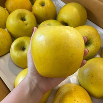산지직송 시나노골드 황금사과 고당도 꿀사과 경북 청송 안동, 정품 황금사과, 5kg 중소과 (19-21과)