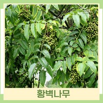 황벽나무 묘목 실생1년생 뿌리묘 5개