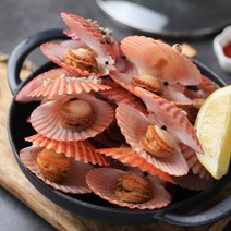 통영 활 가리비 2kg / 산소포장 / 순천만수산, 활가리비 2kg, 1개