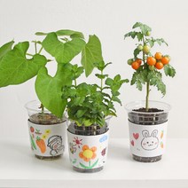 마이플랜트 [마이플랜트] 컵파머 키트 (풀옵션) 씨앗 키우기 유치원 학교 화분꾸미기, 방울토마토