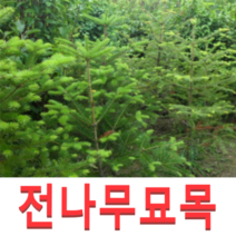(성실D)젓나무 전나무묘목 (실생3년) 10그루