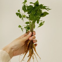새싹삼 새싹인삼 키우기 유황 삼농장 50뿌리100뿌리, 새싹삼/100뿌리/소