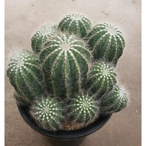[별이네 다육] 수박선인장(노란꽃), 1개