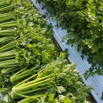 유기농샐러리 500g-2kg 국내산 샐러리 산지직송, 1kg